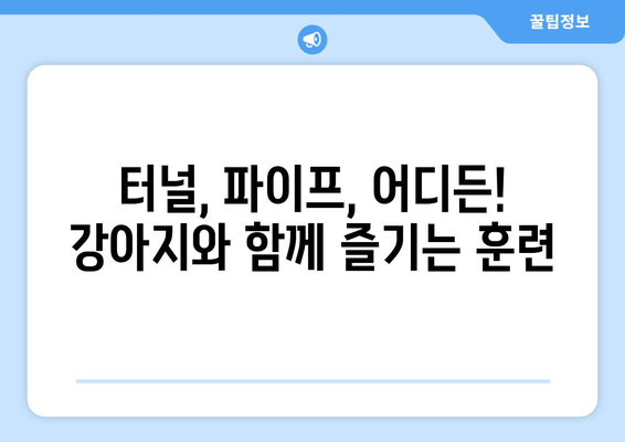 강아지 터널 통과 훈련| 터널이나 파이프를 통해 통과하도록 가르치는 5단계 가이드 | 강아지 훈련, 터널 훈련, 파이프 훈련